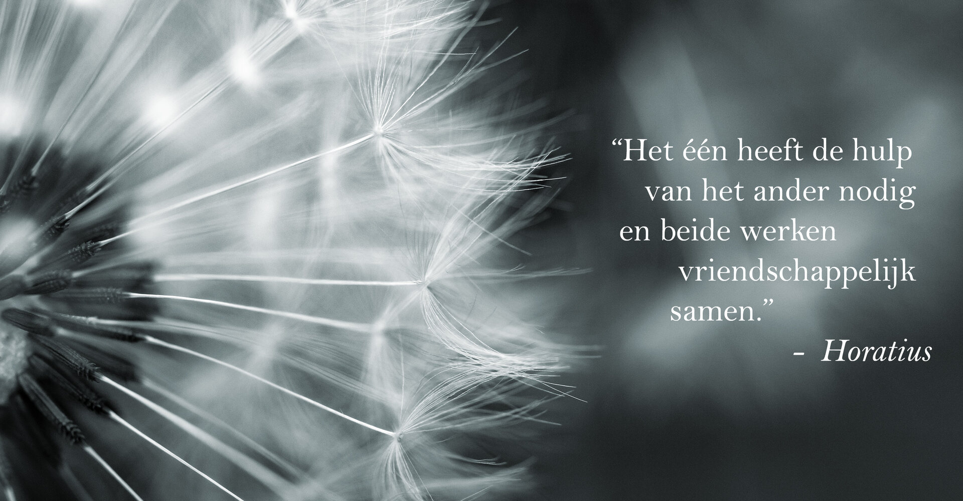 Close-up of a dandelion seed head, with the text: Each has need of the other's help, and the two work together as friends. &ndash; Horatius